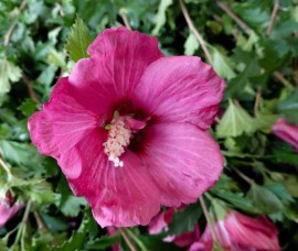 Hibiscus  syriacus Flower Tower Ruby C3